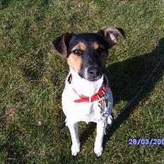 Dansk svensk gaardhund Kvik