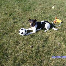 Dansk svensk gaardhund Kvik