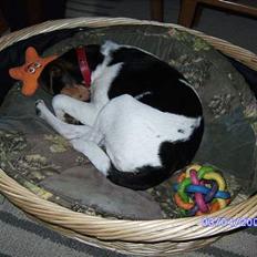 Dansk svensk gaardhund Kvik