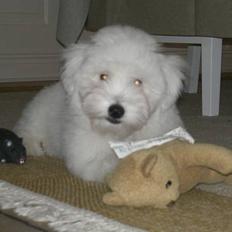 Coton de tulear Oskar