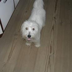 Coton de tulear Oskar
