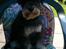 Dvaergschnauzer * ( `´SINDY`´ ) * RIP 25.07.13 - Sindy d 150707