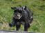 Dvaergschnauzer * ( `´SINDY`´ ) * RIP 25.07.13 - Se lige stå kun på to ben