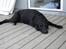 Labrador retriever Carlo - Carlos ynglings dicsiplin