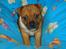 Staffordshire bull terrier ENVY - aaahhhh her ligger man godt.
