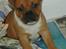 Staffordshire bull terrier ENVY - er jeg ikke bare søøøøøød????