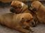 Staffordshire bull terrier ENVY - mig og to af mine søskende. her er vi vidst kun 3 uger gamle