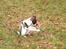 Blanding af racer chilli bean RIP - kan sidde som et egern