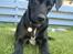 Labrador retriever Lucas - jeg kan ikke klare flere billeder