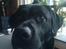 Labrador retriever Lucas - jeg syntes selv jeg jeg har fået min mandelige næse med ! :D <33