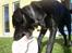 Labrador retriever Lucas - jeg har en tunge og jeg er ikke bange for at bruge den !! <33