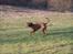Rhodesian ridgeback Diata - marts 2007