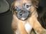 Blanding af racer Dobby **R.I.P** - 5 uger gammel