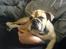 Engelsk bulldog anton sne - se min nye lillesøster olivia
