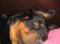 Rottweiler R.I.P Jessie pigen <3 - Gå væk med det kamera mor!