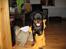 Rottweiler R.I.P Jessie pigen <3 - Hi hi, vi leger lige med gulvkluden