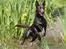 Australsk kelpie Carlo -   TosaFoto