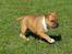 Staffordshire bull terrier ENVY - så kom vi på græs for første gang. mødte en masse mennesker og fik leget. 