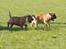 Staffordshire bull terrier ENVY