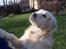 Golden retriever Shaggie