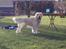 Golden retriever Shaggie