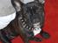 Engelsk bulldog anton sne - her er carla min gode veninde chek hende ud