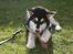 Alaskan malamute Maluq    R.I.P  august 2011 - min mor siger hun tror jeg bliver stor