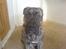 Dogo canario **Tiger**