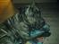 Dogo canario **Tiger**