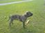 Dogo canario **Tiger**