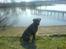 Dogo canario **Tiger**