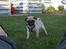 Mops Carlos