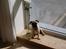 Mops Carlos