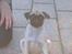 Mops Carlos