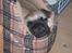 Mops Carlos