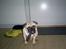 Mops Carlos
