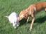 Golden retriever Mondo ( R.I.P. ) - Mondo i haven med hans bedste ven Milo (Nabo hunden)