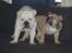 Engelsk bulldog anton sne