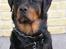 Rottweiler Darcho rip 16/10-09 - Hvis jeg ser rigtig sød ud, får jeg så noget mad? var?