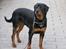 Rottweiler Darcho rip 16/10-09 - kom nu med det mad !!! kan se du har det !