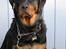 Rottweiler Darcho rip 16/10-09 - Bliver da snart ret træt af jer.. MAD NU !!