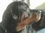 Rottweiler Darcho rip 16/10-09 - hvem bankede på?