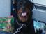 Rottweiler Darcho rip 16/10-09 - Campinghund, det er bare livet. 