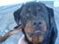 Rottweiler Darcho rip 16/10-09 - er det dig med whiskyen? (på campingturen drak de hele tiden noget med whisky i. mums sys jeg)