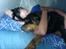 Rottweiler Darcho rip 16/10-09 - putte i teltet var jeg nu bedst til.. sårn nogle luftpude var sjove og hoppe rundt på. det sys søstrene ikk.. haha 