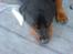 Rottweiler Darcho rip 16/10-09 - så bliver der slappet ekstra godt af.. 