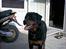 Rottweiler Darcho rip 16/10-09 - jeg tror snart jeg skal spise igen