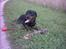 Rottweiler Darcho rip 16/10-09 - jeg elsker mig selv på det billede, jeg mangler bar en madskål og en fodbold, ellers er det helt i top..