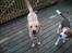 Labrador retriever Tjalfe