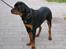 Rottweiler Darcho rip 16/10-09 - nå men jeg tror jeg skal spise så ¤hej hej¤